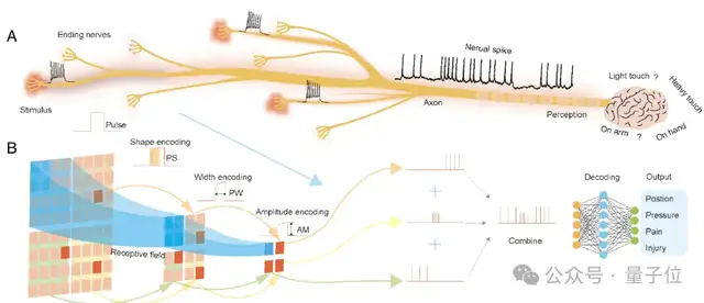 机器人也怕疼！港城突破性电子皮肤：主动痛觉+损伤自检buff拉满