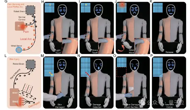 机器人也怕疼！港城突破性电子皮肤：主动痛觉+损伤自检buff拉满
