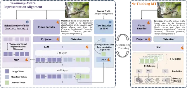 精准识别「界门纲目科属种」!北大彭宇新团队用细粒度树先验提升泛化,破解生物类别分层识别难题